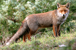 ..::Fox::..